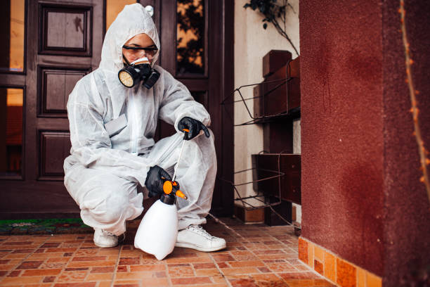Attic and Crawl Space Rodent Treatment in Six Mile