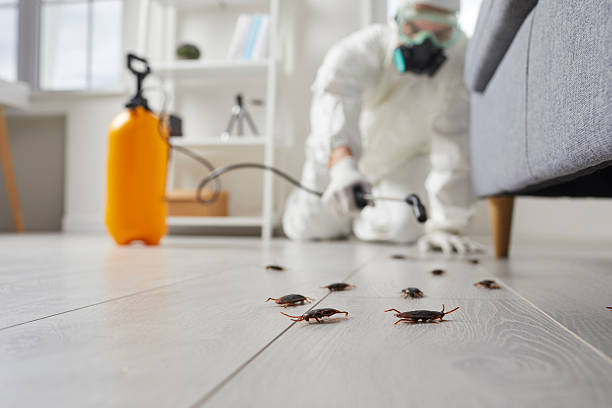 Commercial Rodent Management in Six Mile